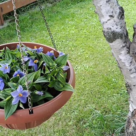 Apartament Alma